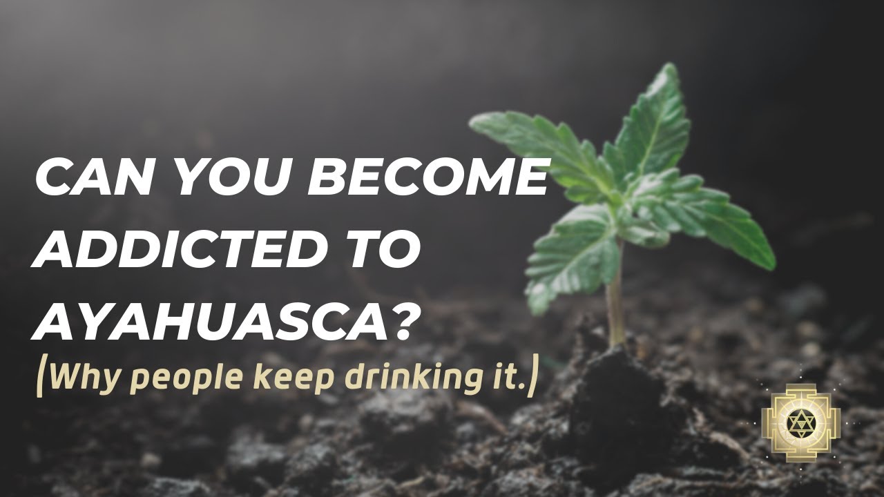 Can you become addicted to Ayahuasca - why people keep drinking it