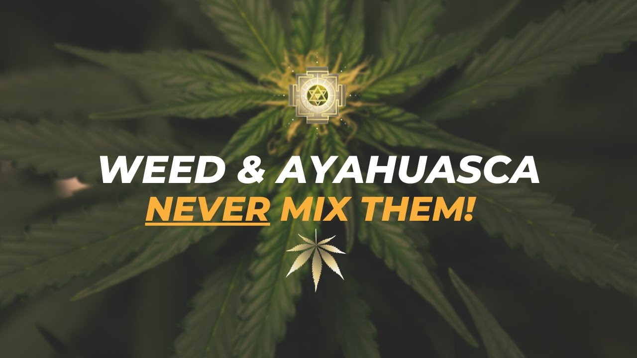 Weed & Ayahuaca Never Mix Them